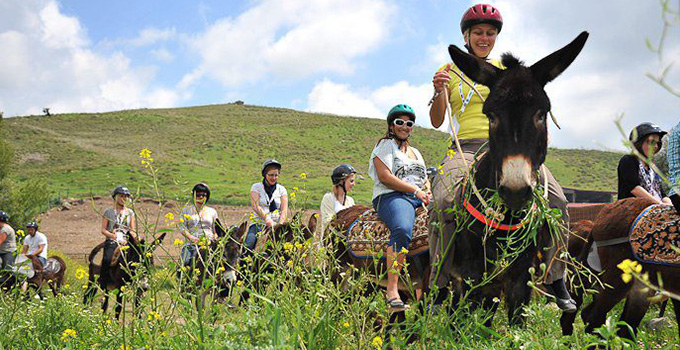 animal safari near me napa valley